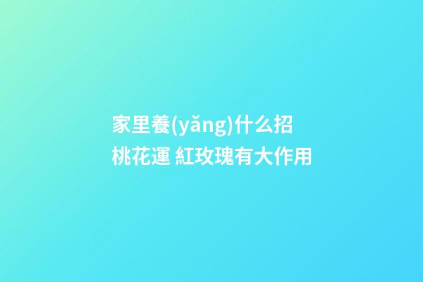 家里養(yǎng)什么招桃花運 紅玫瑰有大作用